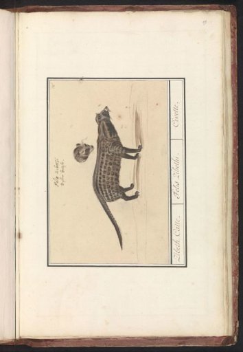 Civet cat (Viverra)