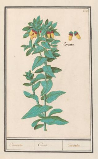 Cerinthe (Cerinthe major)