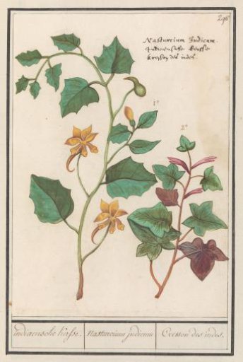 Indian cress (Tropaeolum majus)