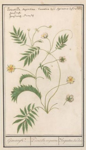 Cinquefoil (Potentilla)