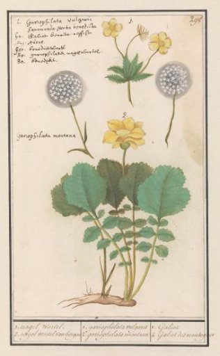 Yellow avens (Geum urbanum) and mountain avens (Geum montanum)