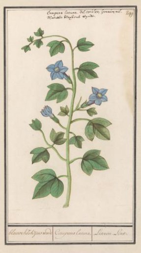 Bellflower (Campanula)