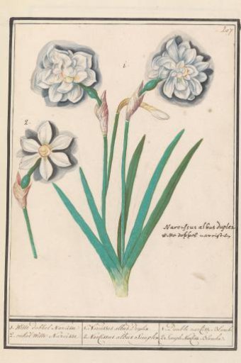 White daffodil (Narcissus)