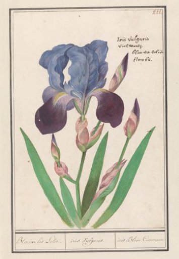 Purple iris (Iris germanica)