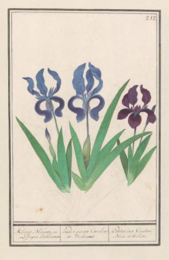 Purple iris (Iris germanica)