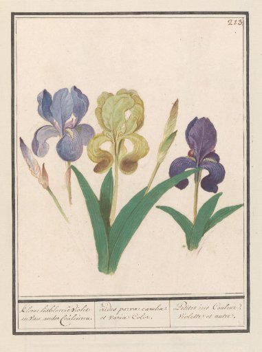 Purple iris (Iris germanica)