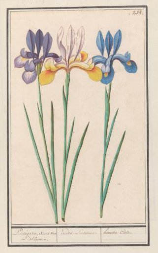 Iris (Iris sibirica)
