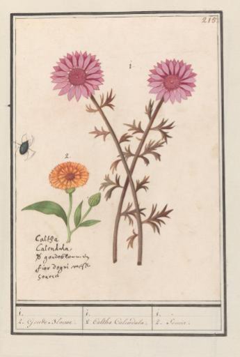 Pink Flower (unknown) and Marigold (Calendula officinalis)