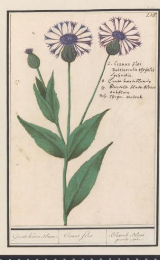 Great knapweed (Centaurea scabiosa)