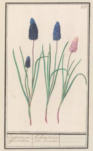 Blue grape hyacinth (Muscari botryoides)