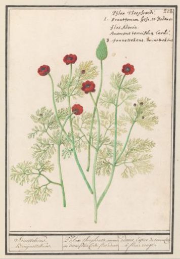 Anemone (Anemone)