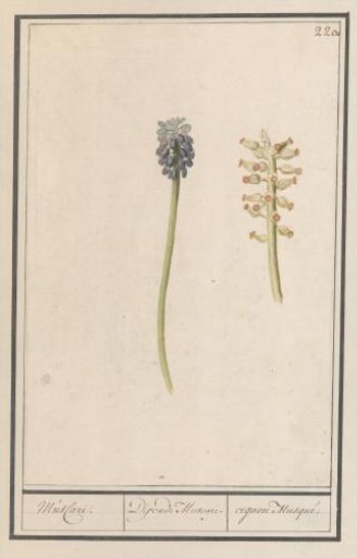 Blue grape hyacinth (Muscari botryoides)