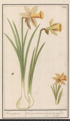Wild daffodil (Narcissus pseudonarcissus)