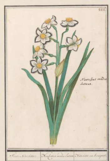 Paper daffodil (Narcissus)