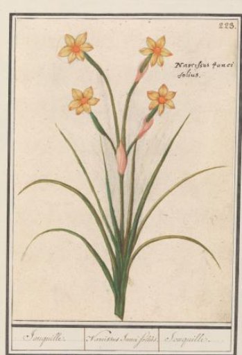 Daffodil (Narcissus)