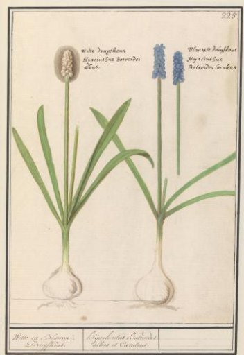 Blue and white grape hyacinth (Muscari botryoides)