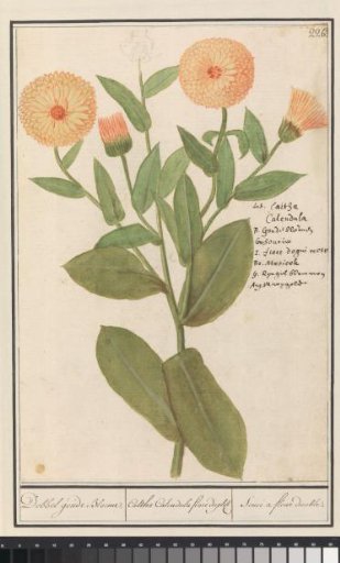 Marigold (Calendula officinalis)