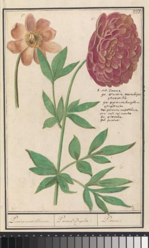 Peony (Paeonia)