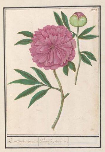 Peony (Paeonia)