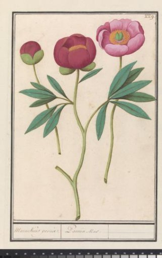 Peony (Paeonia)
