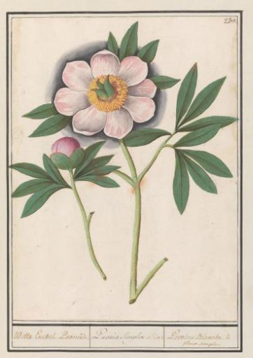 Peony (Paeonia)