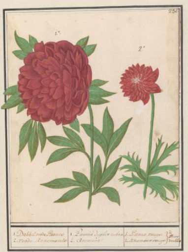 Peony (Paeonia) and Anemone (Anemone)