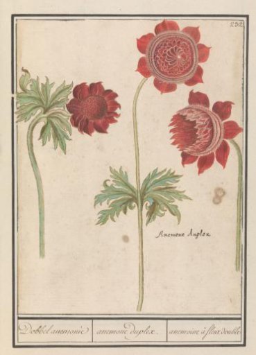 Peony (Paeonia) and Anemone (Anemone)