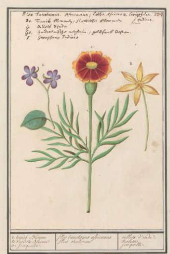 African marigold (Tagetes), violet (viola) and daffodil (Narcissus)