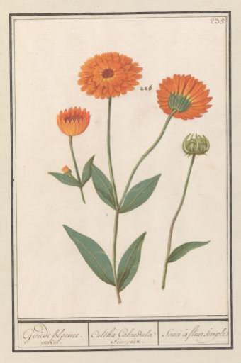 Marigold (Calendula)