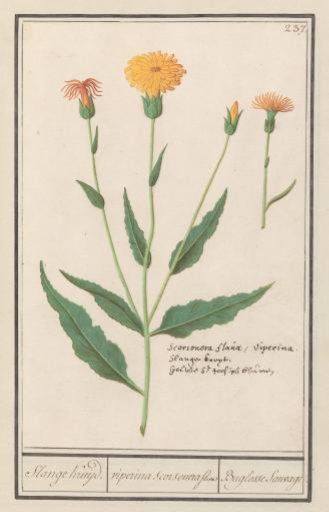 Black salsify (Scorzonera humilis)