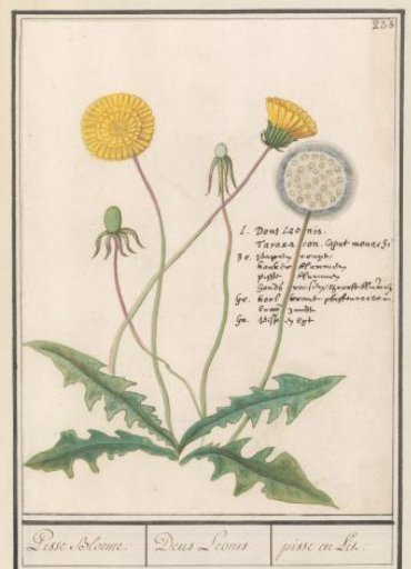 Dandelion (Taraxacum officinale)
