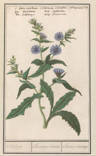 Wild chicory (Cichorium intybus)