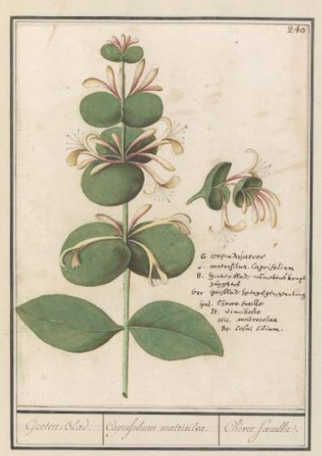 Common honeysuckle (Lonicera caprifolium)