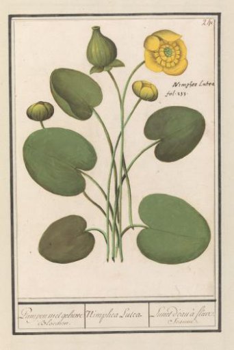 Yellow pond-lily (Nuphar lutea)