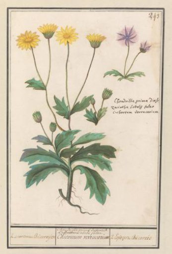 Two flowers from the Asteraceae family