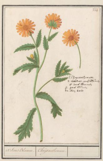 Chrysanthemum