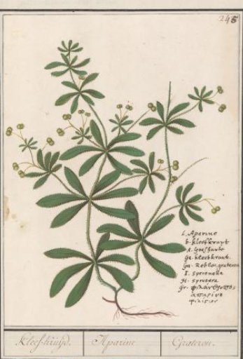 Cleavers (Galium aparine)