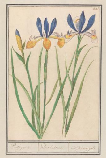 Blue-yellow flag (Iris sibirica)