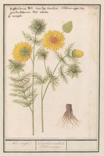 Spring Adonis (Adonis vernalis)