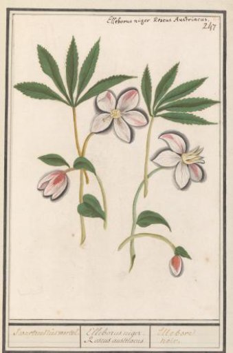 Christmas Rose (Helleborus niger)