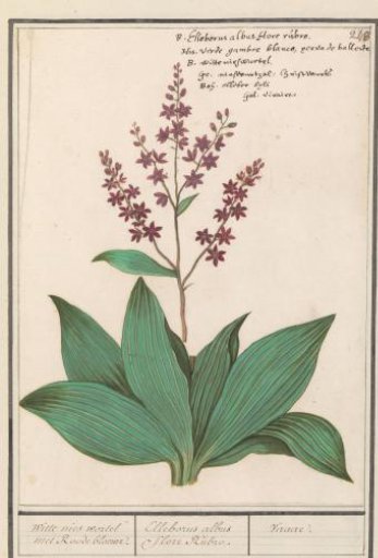 Black Hellebore (Veratrum nigrum)