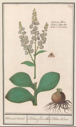 White Hellebore (Veratrum album)