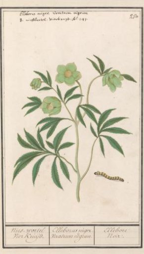 Hellebore (Helleborus)