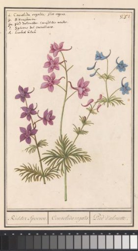 Larkspur (Delphinium)