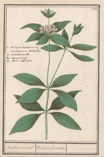 Silk Plant (Asclepias syriaca)