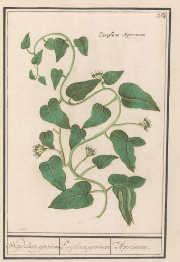 Apocynum