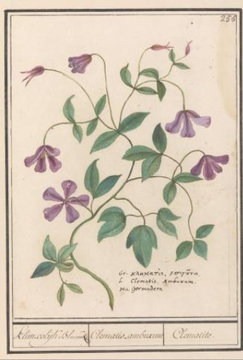 Clematis