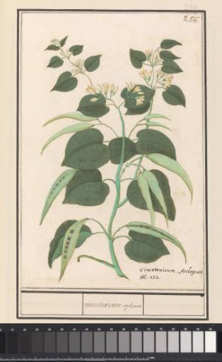 Common Milkweed