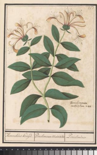 Garden Honeysuckle or Common Honeysuckle (Lonicera caprifolium)