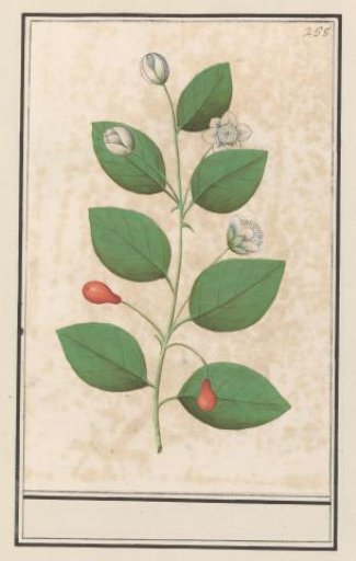 Myrtle family (Myrtaceae)